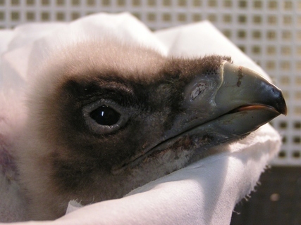 FOTKA - ZOO Liberec m znovu mld orlosupa bradatho