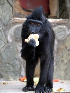 FOTKA - Zoo Dn - narozeniny Satu