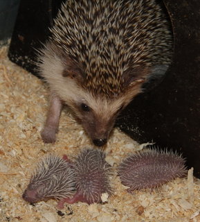 FOTKA - Zoologick zahrada Jihlava - Beznov klubov veer