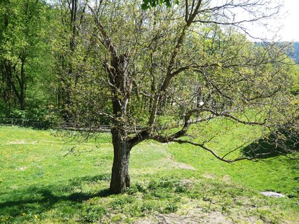 FOTKA - Tajemn hrad Svojanov