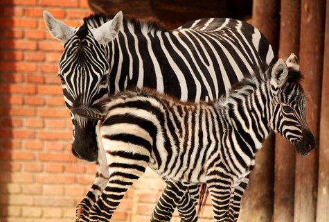 FOTKA - V ZOO Liberec se narodily dv zebry