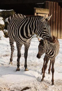 FOTKA - V ZOO Liberec se narodily dv zebry