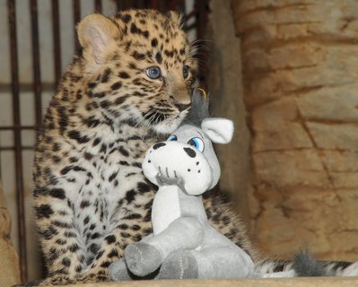 FOTKA - Levhart mandusk je ozdobou Olomouck ZOO