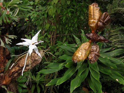 FOTKA - Botanick zahrada otevr svoji nejkrsnj jarn vstavu 