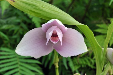 FOTKA - Botanick zahrada otevr svoji nejkrsnj jarn vstavu 