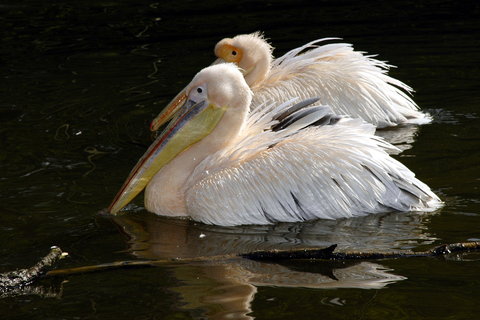 FOTKA - Mlata pelikn blch ve Zlnsk zoo