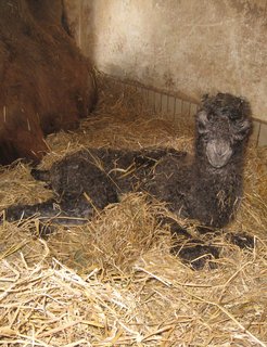 FOTKA - ZOO Liberec m samiku velblouda dvouhrbho