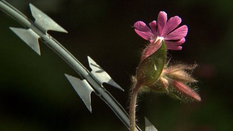 FOTKA - Film esk mr od tvrc eskho snu