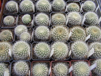 FOTKA - Jak zalvat a peovat o kaktusy