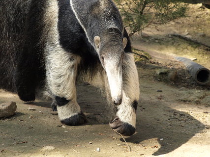 FOTKA - Do dnsk zoo se pisthoval mravenenk!