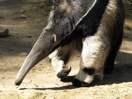 FOTKA - Do dnsk zoo se pisthoval mravenenk!