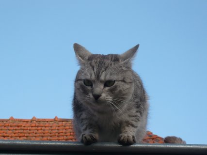 FOTKA - Nejastj onemocnn koek a jejich lba