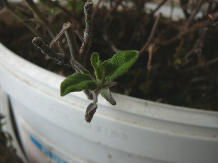 FOTKA - alvj lkask - moje oblben rostlinka 