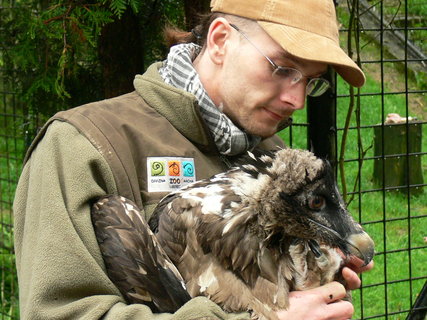 FOTKA - ZOO Liberec vypust v nedli dalho orlosupa do voln prody