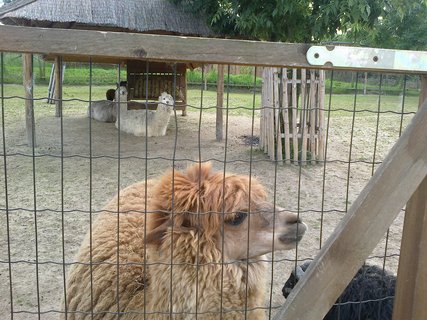 FOTKA - N vlet do zooparku Zjezd aneb pjemn strven odpoledne kousek od Prahy