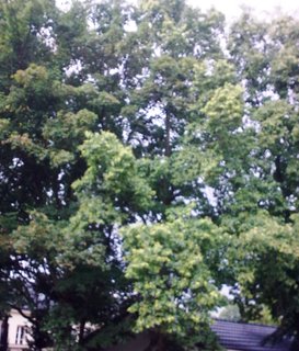 FOTKA - Lpa -  posvtn strom i livka