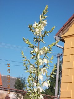 FOTKA - Moje zahradnien