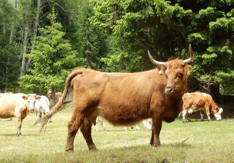 FOTKA - Touln zapomenutou umavou - vajglova Lada