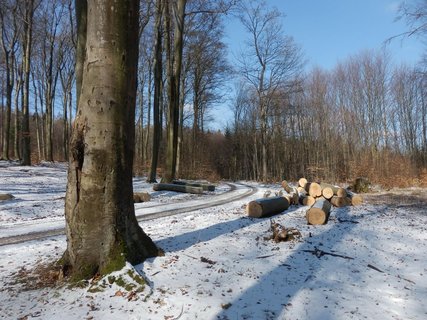 FOTKA - Penick okruh - prochzka lesn stezkou