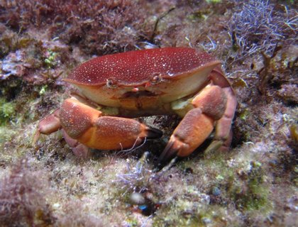 FOTKA - Pod hladinou Kypru