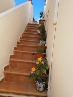 FOTKA - Stedomosk flora a moje schody do nebe