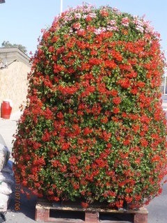 FOTKA - Stedomosk flora a moje schody do nebe