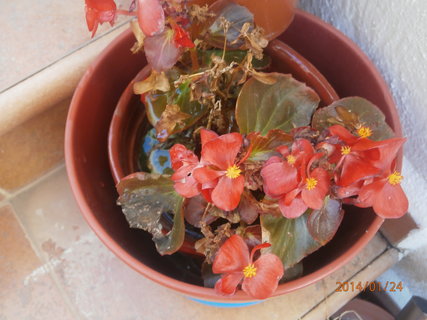 FOTKA - Stedomosk flora a moje schody do nebe