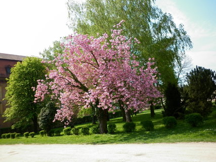 FOTKA - U aby bylo jaro