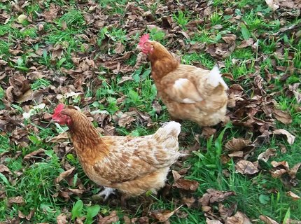 FOTKA - Obtn perod z mstsk kancelsk krysy na farmku! 