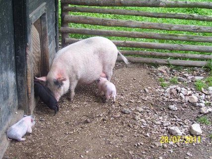 FOTKA - Obtn perod z mstsk kancelsk krysy na farmku! 