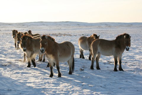 FOTKA - Divok na - Tibet