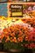 Chryzantma - kvetouc ohostroj podzimu