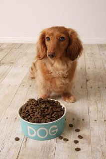FOTKA -  Nejastj chyby, kter dlme pi krmen psa
