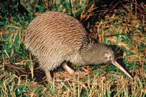 FOTKA - Poznejte Austrlii a Nov Zland!