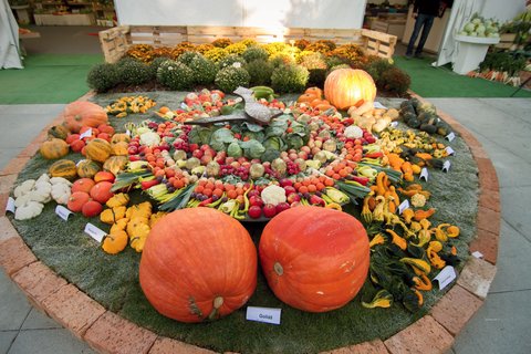 FOTKA - Podzimn Flora Olomouc 2014 chyst lkadla pro mal i velk nvtvnky