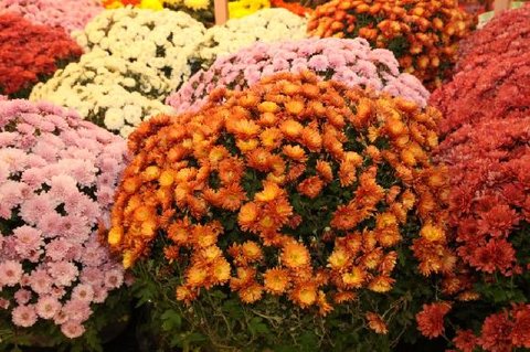 FOTKA - Chryzantma - kvetouc ohostroj podzimu