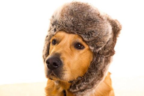 FOTKA - Jak se nejlpe postarat o psa v zim