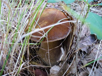 FOTKA - Vzpomnka na przdninov houbaen