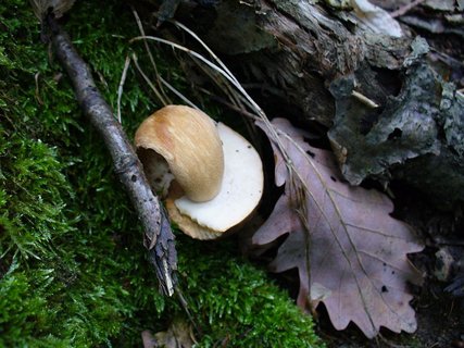 FOTKA - Vzpomnka na przdninov houbaen