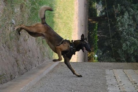 FOTKA - esk fenka Cama bude pomhat v boji proti masivnmu vybjen slon v Africe