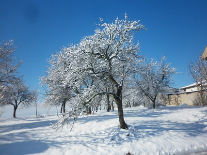 FOTKA - Zimn radovnky na zahrad