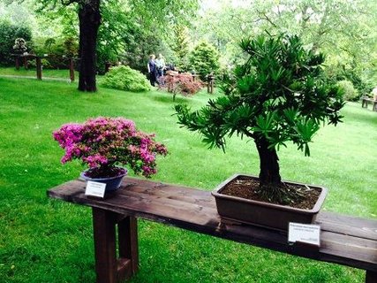 FOTKA - Mezinrodn vstavu bonsaj si v trojsk botanick zahrad mete nov prohldnout i v noci