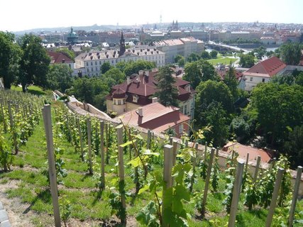 FOTKA - Ve vn...Praha (aneb povdn o praskch vinicch)