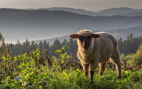 FOTKA - Dovolen v Protektortu  S gestapkem za zdy