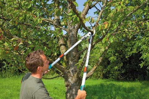 FOTKA - Nevte si rady pi vbru runch zahradnch nek?