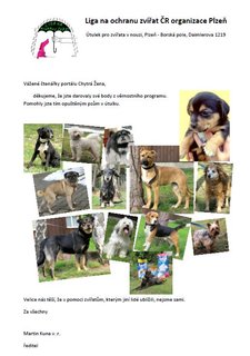 FOTKA - Pejsci v Plzni se raduj z krmiva od tenek portlu Chytr ena