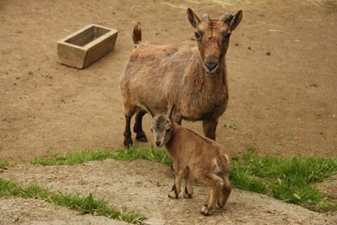 FOTKA - Pijte se podvat na vzcn mlata do ZOO Liberec