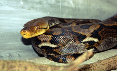 FOTKA - Pijte se podvat na vzcn mlata do ZOO Liberec