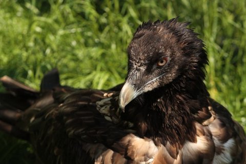 FOTKA - Pijte se podvat na vzcn mlata do ZOO Liberec