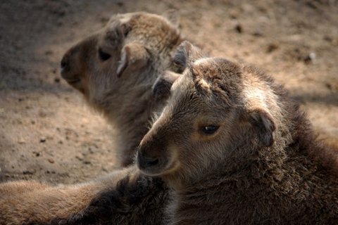 FOTKA - Pijte se podvat na vzcn mlata do ZOO Liberec